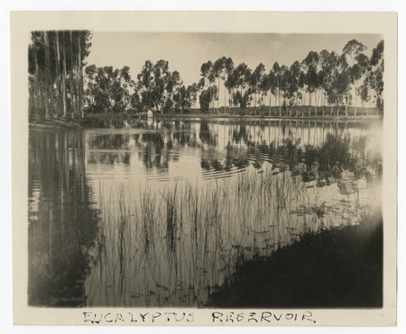 Eucalyptus Reservoir, Grossmont area, San Diego