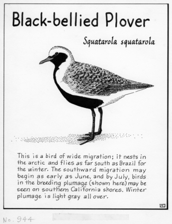 Black-bellied plover: Squatarola squatarola (illustration from &quot;The Ocean World&quot;)