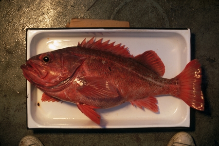 MV 69-IV - Vermilion rockfish (Sebastes miniatus), Bahia Descanso, Baja California