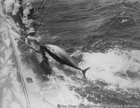 Fishermen with two-pole rig pulling large tuna on to boat
