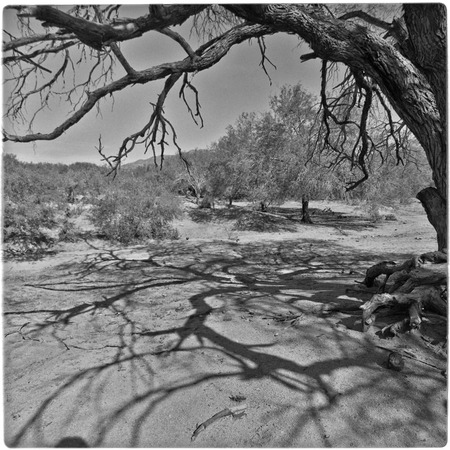Shadows from tree branches at Rancho Los Pozos
