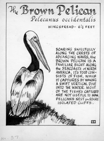 The brown pelican: Pelecanus occidentalis (illustration from &quot;The Ocean World&quot;)