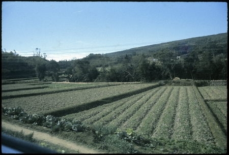 Agricultural fields in Taiwan