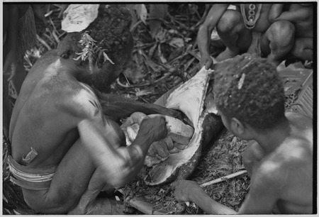Pig festival, uprooting cordyline ritual, Tsembaga: man removes entrails from female pig that has been sacrificed to spiri...