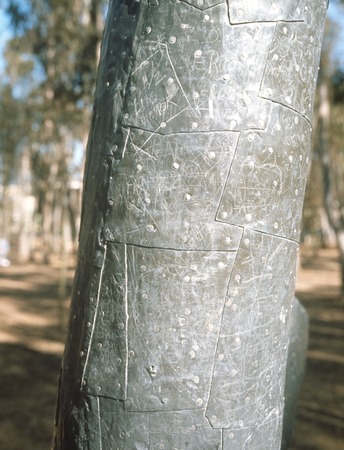 Trees: detail view of lead casing with nails and grafitti