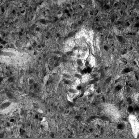 masaページ Microscopy product ID: 6736 | Library Digital Collections | UC San