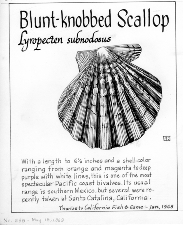 Blunt-knobbed scallop: Lyropecten subnodosus (illustration from &quot;The Ocean World&quot;)
