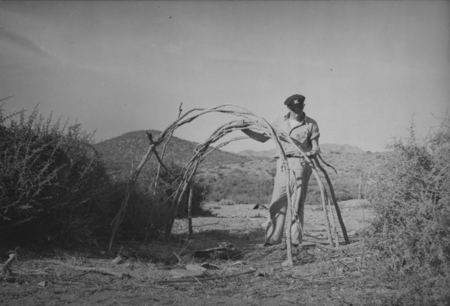 Figure 24. The framework of a Seri Indian house consists of a series of arches made up of the branches of the thorny ocoti...