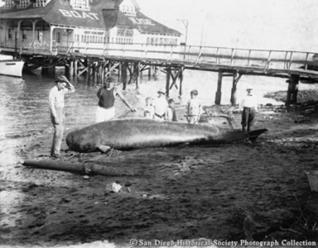 People standing around beached whale near Coronado boathouse