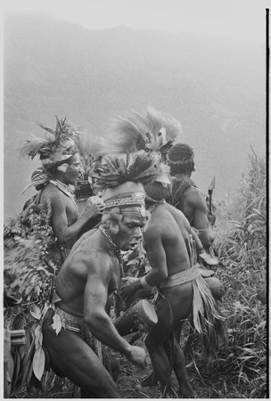 Pig festival, uprooting cordyline ritual, Tsembaga: decorated men dance on trail to enemy boundary, where uprooted plant w...