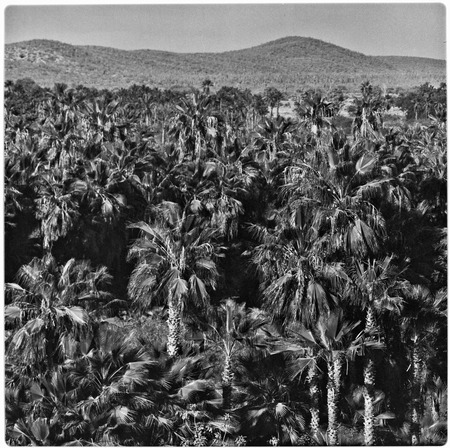Dense palm grove in arroyo northeast of Todos Santos