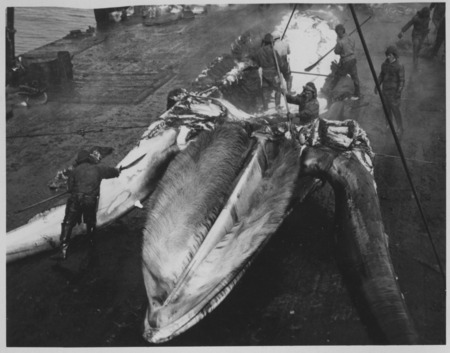 Flensing a whale onboard the Japanese Hashidate Maru whaling factory ship. The whale&#39;s jaw baleens are in the middle. Anta...