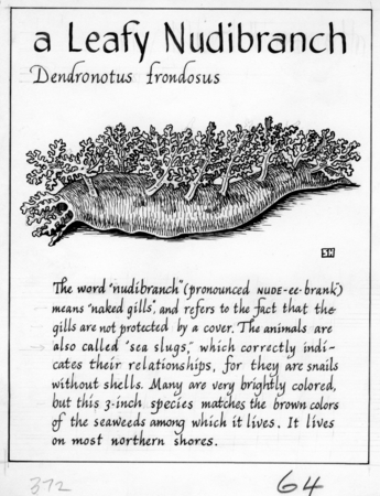 A leafy nudibranch: Dendronotus frondosus (illustration from &quot;The Ocean World&quot;)