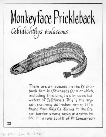 Monkeyface prickleback: Cebidichthys violaceus (illustration from &quot;The Ocean World&quot;)