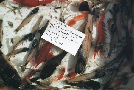 Fish specimens collected using Midwater Trawl, off southeast shore of Guadalupe Island, Mexico
