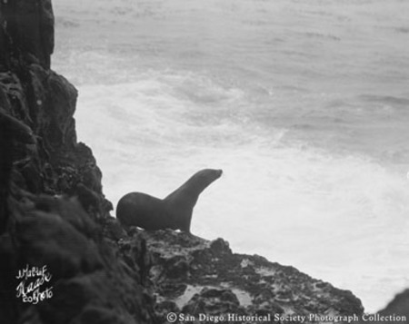 Seal on rocks, Coronado Islands