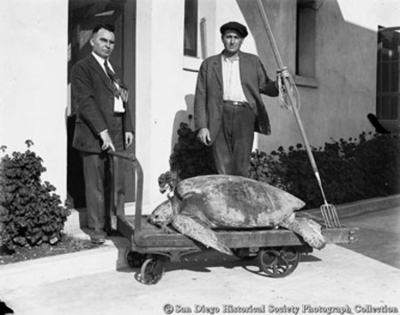 W.W. Roberts and B.M. Hill, with fishing spear, posing with sea turtle on hand cart