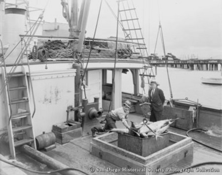 Men on board docked tuna boat, hoisting crate of fish from hold