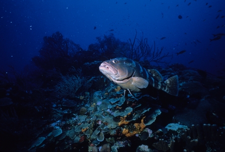 Grouper on coral reef