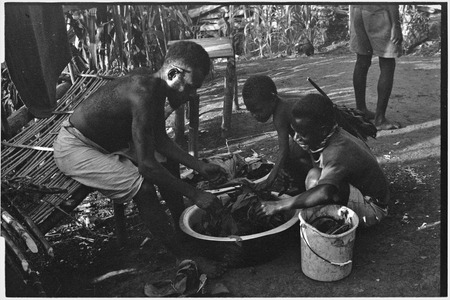 Food preparation: man and boys squeeze juice from cooked pandanus fruit into bowls