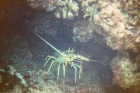 Underwater photograph of cold water Decapod