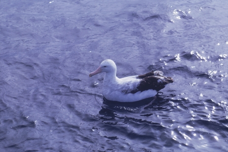 Albatross in South Atlantic