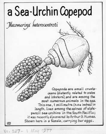 A sea-urchin copepod: Mecomerinx heterocentroti (illustration from &quot;The Ocean World&quot;)