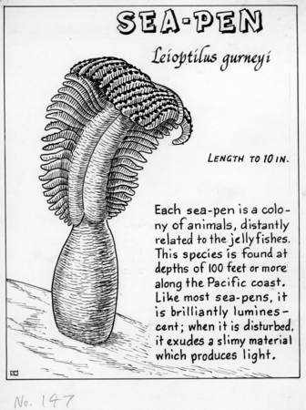 Sea-pen: Leioptilus gurneyi (illustration from &quot;The Ocean World&quot;)