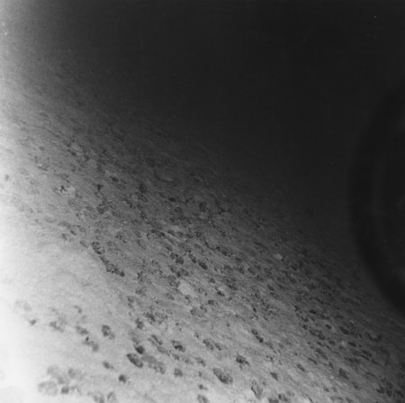 DW-P2 [Downwind Expedition, Underwater Photograph 2] Sta. 2. Depth: 4712; Sediment type: red ooze. Nodule sz 2-4cm. Dredge...