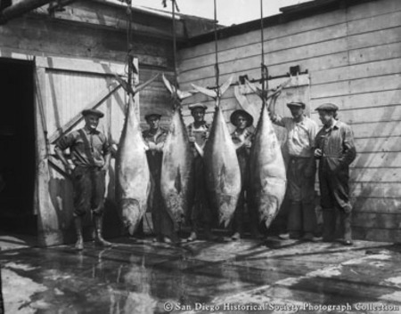 Men posing with catch of four giant tuna