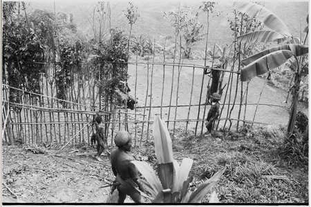 Pig festival, pig sacrifice, Tsembaga: construction of ritual fence through which allies will be fed pork