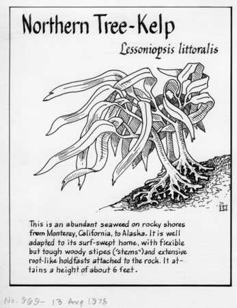Northern tree-kelp: Lessoniopsis littoralis (illustration from &quot;The Ocean World&quot;)