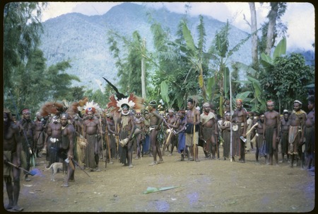 Pig festival, singsing, Kwiop: decorated men carry drums and weapons on dance ground