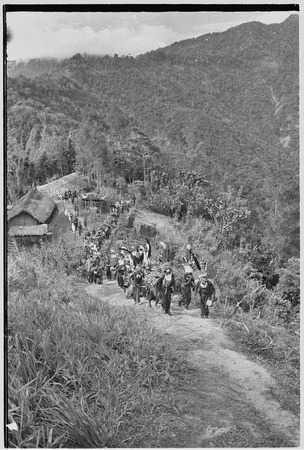 Pig festival, singsing: decorated men on trail from Cook&#39;s house
