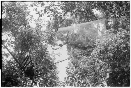 Bird net trap (&#39;abe) in trees manned by Bui&#39;a.