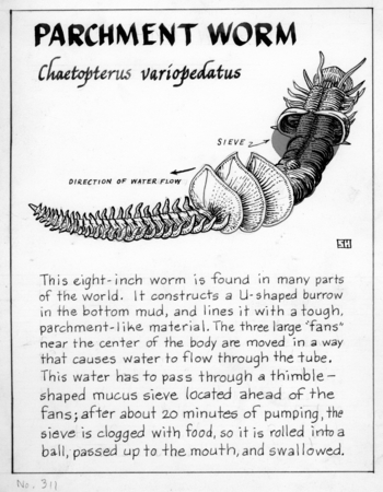 Parchment worm: Chaetopterus variopedatus (illustration from &quot;The Ocean World&quot;)