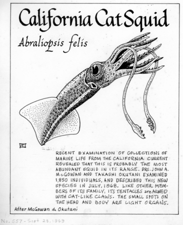 California cat squid: Abraliopsis felis (illustration from &quot;The Ocean World&quot;)