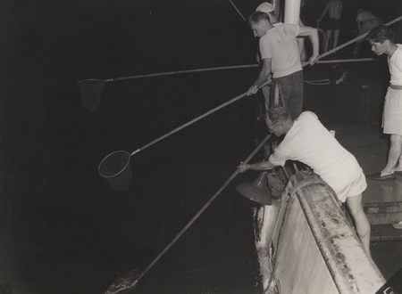 Robert Wisner and Jack Bradshaw dipnetting for specimens, with Japanese journalists watching. Onboard the Spencer F. Baird...