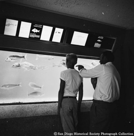 Man and boy looking at fish display in Scripps Aquarium