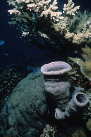 Coral reef scene with damsel fish