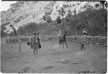 Breaking mules at Rancho San Nicolás