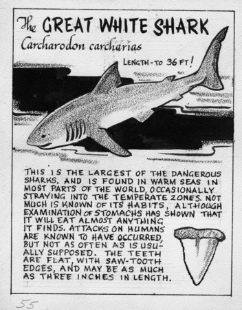 The great white shark: Carcharodon carcharias (illustration from &quot;The Ocean World&quot;)