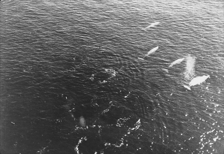 Gray whales (Eschrichtius) migrating south