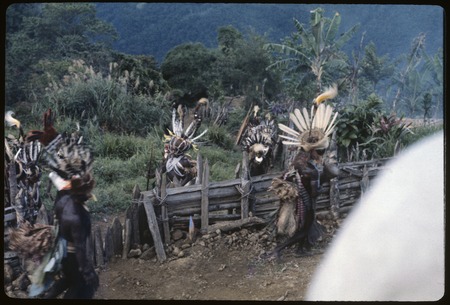Pig festival, singsing, Dikai: Taguro men wearing feather headdresses gather at fence by dance ground