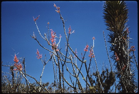 Palo adán (Fouquieria diguetii) in Arroyo San Luis