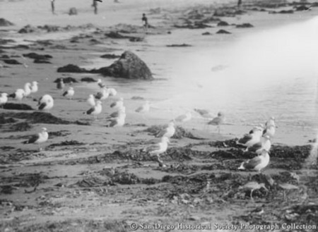 Sea gulls on beach