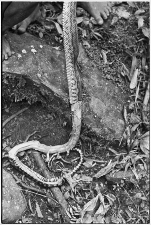 Snake, which has been partially skinned