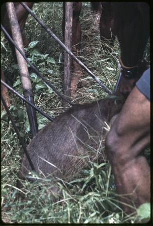 Hunting: wild boar that has been speared and shot with arrows multiple times