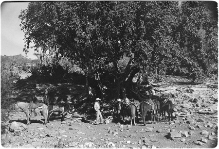 Saddled mules at Rancho Santa Marta