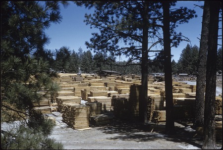 Lumber stacked at the sawmill in the Sierra Juárez